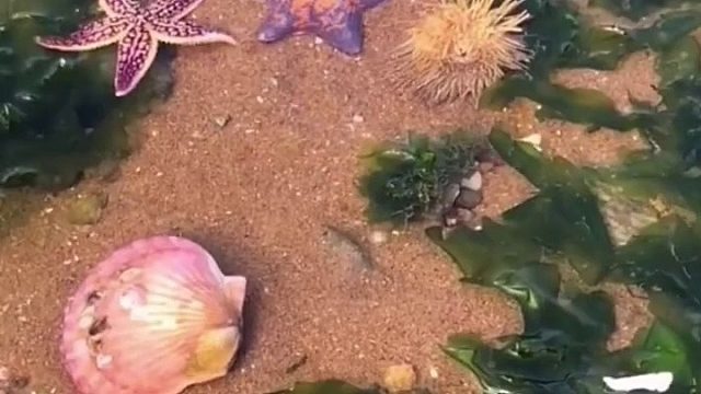 户外赶海抓海鲜