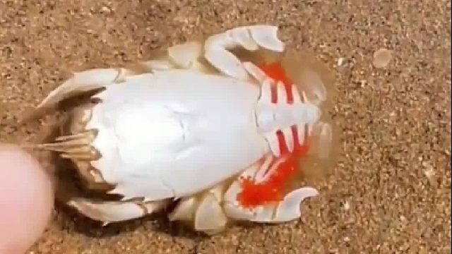 赶海赶海赶海啦