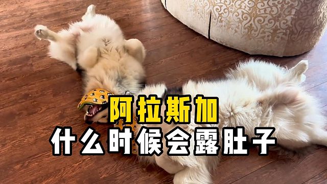 阿拉斯加遇到什么事，会露肚子？