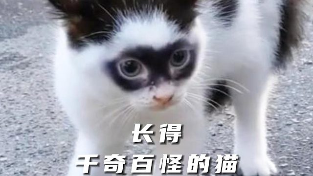 有的猫咪很可爱，但有的猫长得却千奇百怪