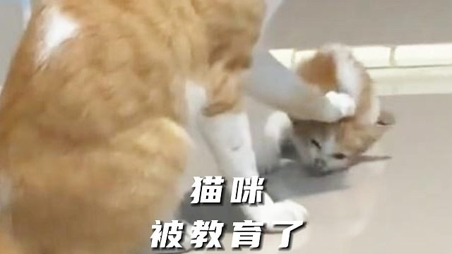 猫妈：别生气，在教育了