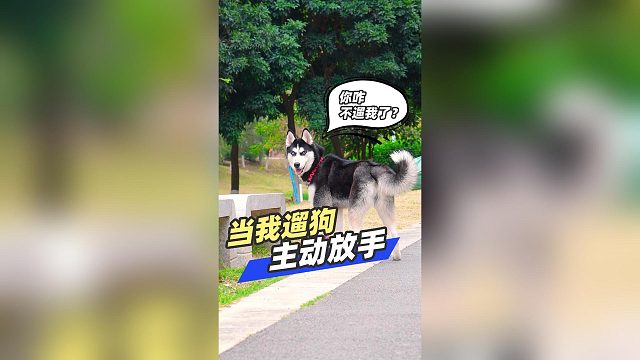 当我遛狗主动放开绳子，狗子的反应？