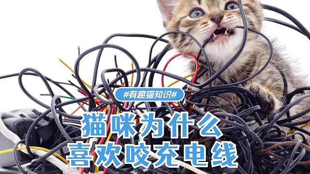 猫咪喜欢咬充电线？这是什么原因呢？