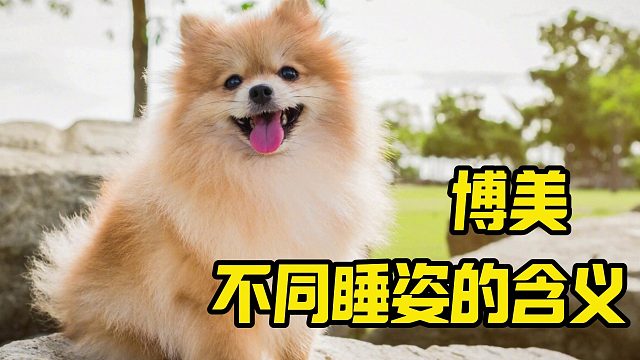 博美的睡姿千奇百怪，也蕴含着不同含义