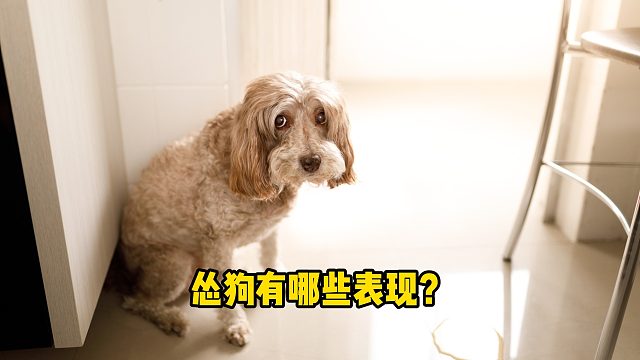 怂狗有哪些表现？让人笑掉大牙