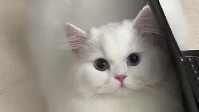 医生，请问能不能把我家猫的蛋塞回去？？