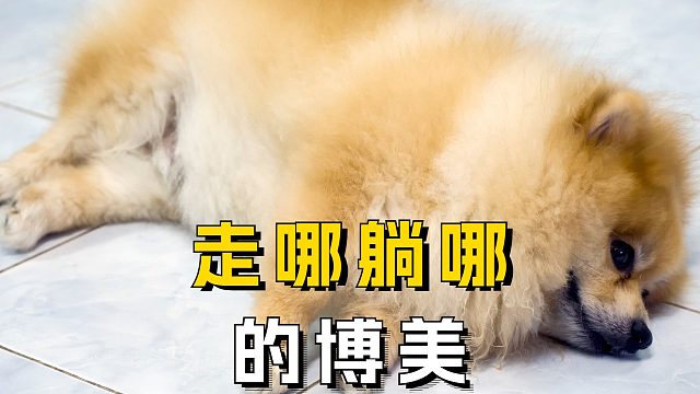 见过懒狗，没见过这么懒的