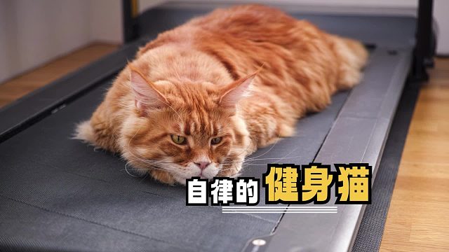 这年头猫都开始健身了，我承认它比我自律
