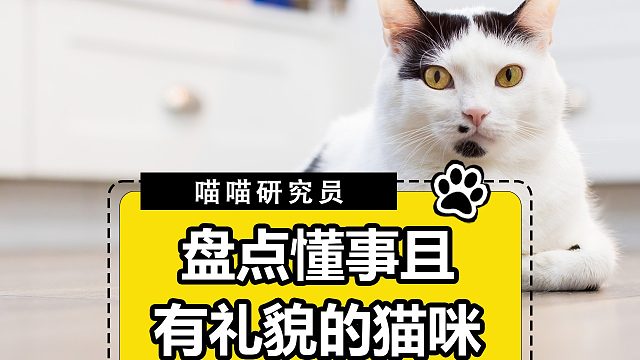 盘点懂事且有礼貌的猫咪，很难不爱啊