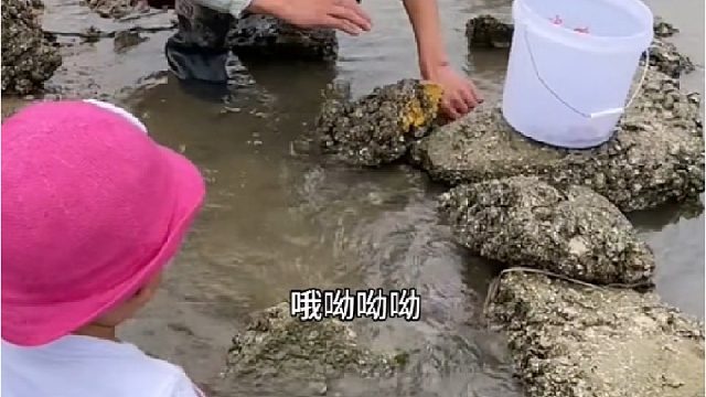 户外赶海抓海鲜