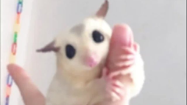 为什么要养宠物，因为一些破碎的情绪需要它们来治愈