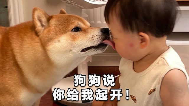 狗狗陪萌娃一起长大