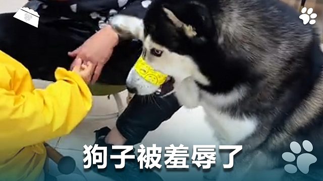 狗子被羞辱了，气得开始打人了