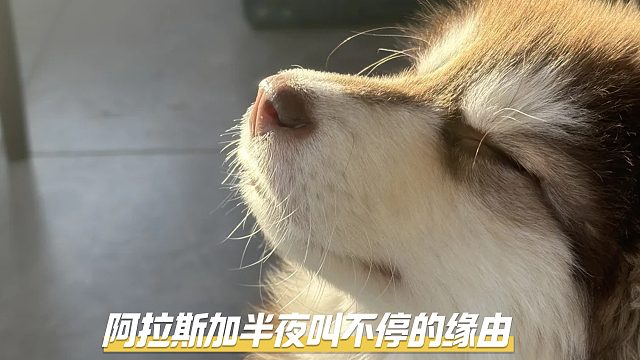 阿拉斯加半夜突然狂吠不止，是什么原因？