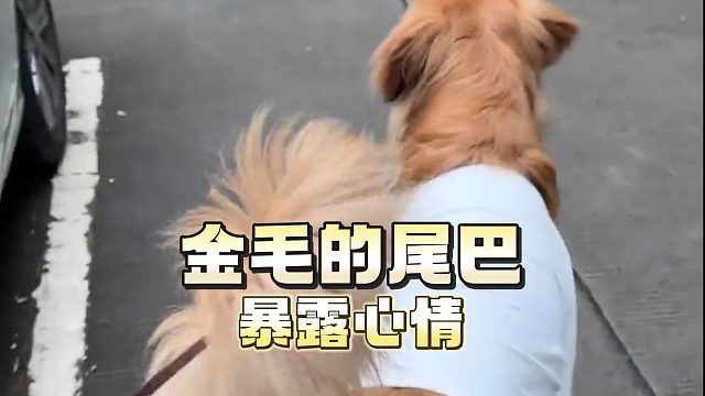 从金毛的尾巴状态，可以了解它的心情！