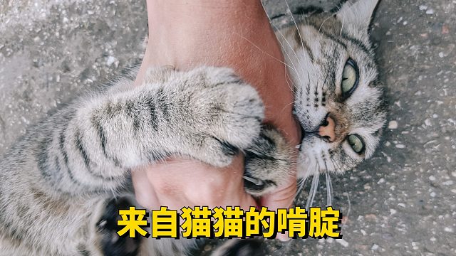 来自猫猫的啃腚，这福气给你要不要啊？