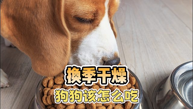 换季干燥狗狗该怎么吃？