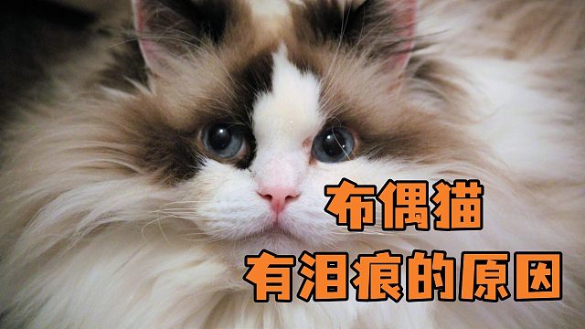 布偶猫有泪痕，究竟是为什么呢？