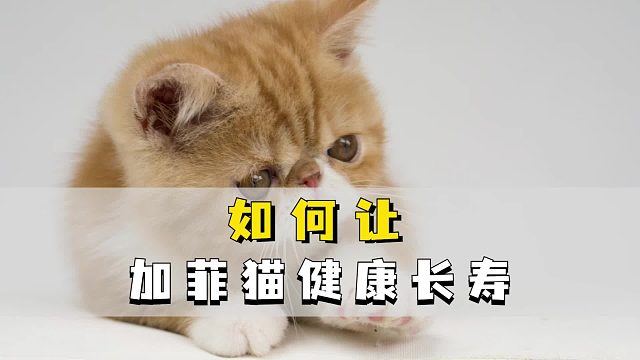 想让加菲猫健康长寿，要注意这几点!