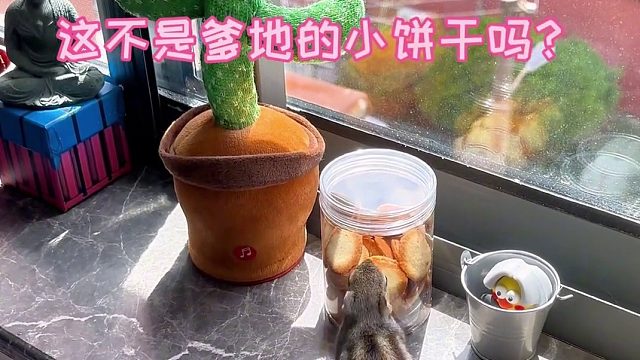 凭本事拿的小饼干 你能拿我怎么样