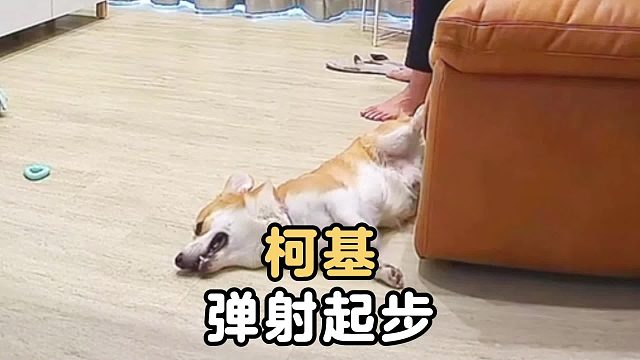 柯基睡觉，突然一个弹射起步
