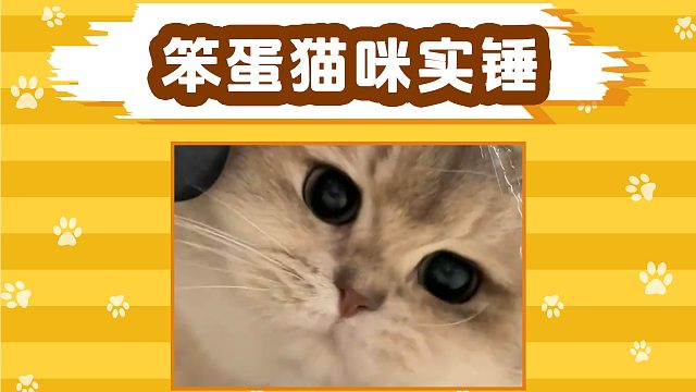 猫咪：喝个水，怎么感觉脑袋凉凉的！