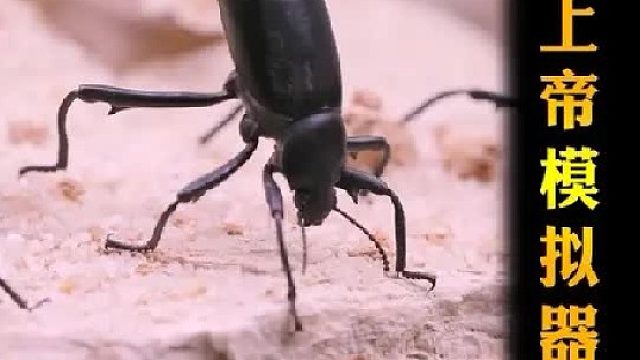 上帝模拟器之沙漠生态缸，100天见证各类生物如何在此生存？