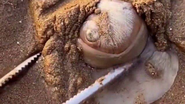 户外赶海抓海鲜