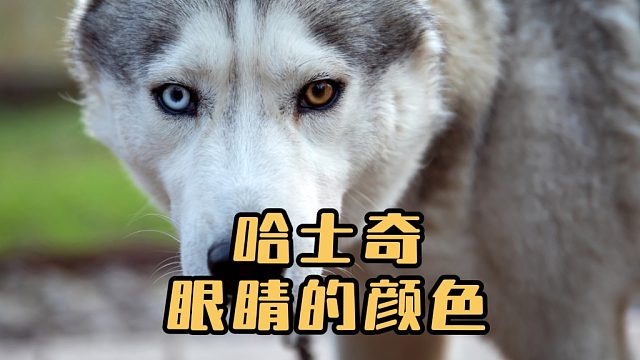 哈士奇的眼睛颜色种类有很多，你知道几个？