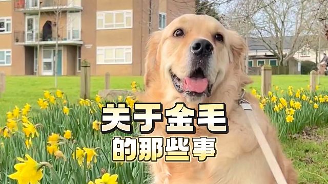 关于金毛，你了解多少？