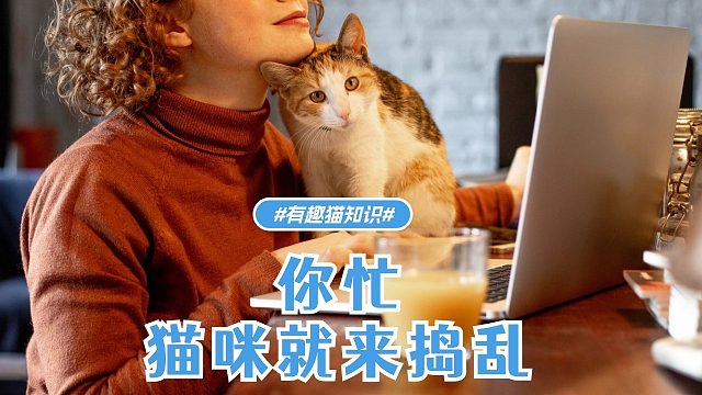 你越忙，猫咪就越喜欢捣乱？