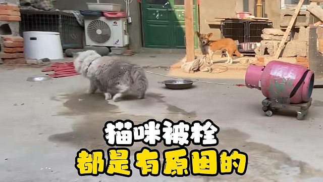 猫咪被栓都是有原因的，别可怜它！