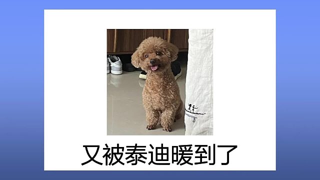 谁懂啊，泰迪再次用行动融化了我的心