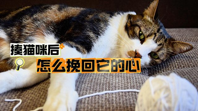 揍猫咪后怎么挽回它的心，学了不吃亏