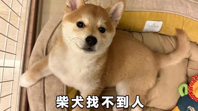 柴犬看了359度，唯独少了1度