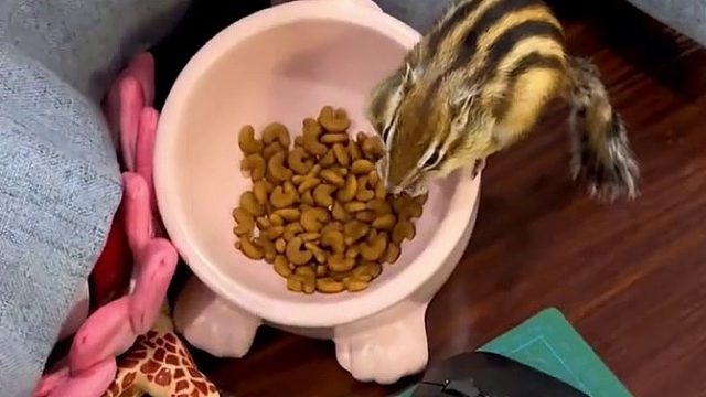 谁能想个办法 关不住！根本关不住！