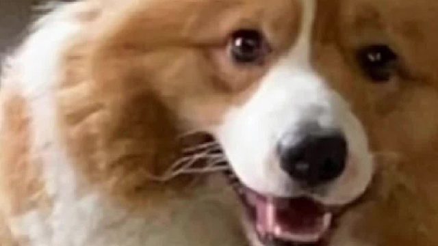 小狗的陪伴，是生活里最暖的光