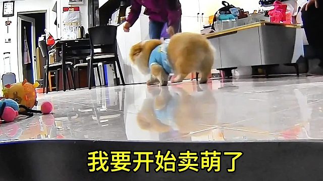 小小的心思，拙劣的演技 在家卖萌碰瓷