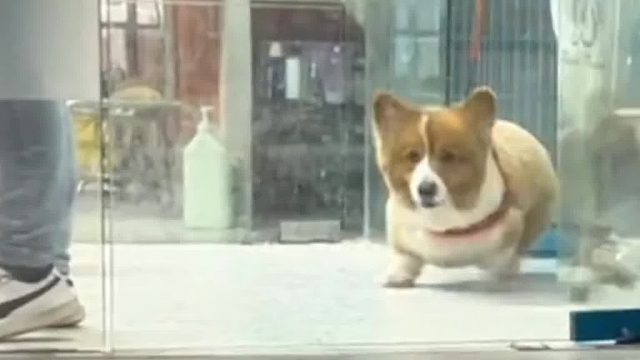 艺基回忆录，傻狗的日常