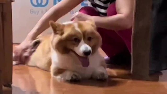 有小狗的家，是最温馨的童话