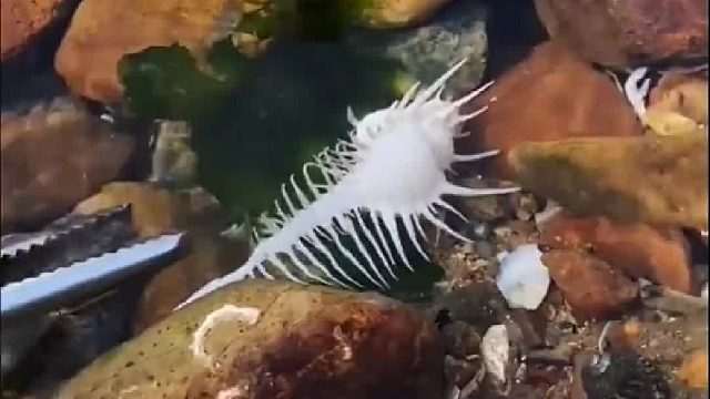 赶海赶海赶海啦