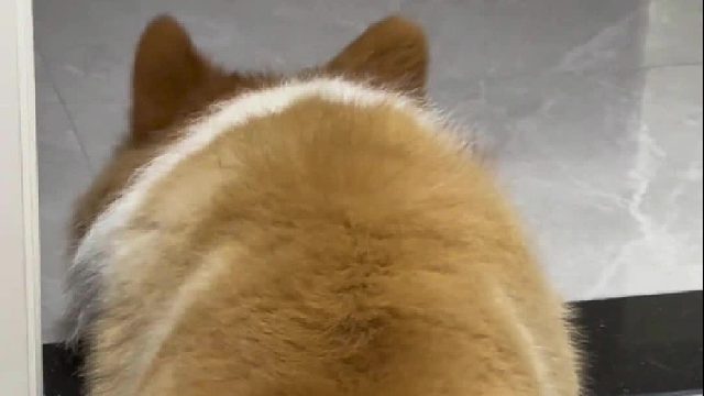 咱那不是肚子胖，都是厚厚的毛哦