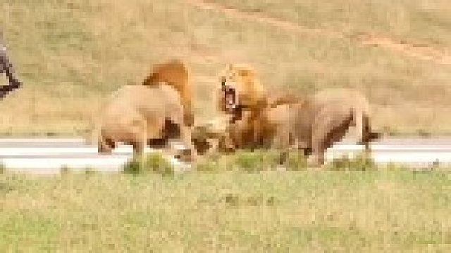 狮王大战流浪雄狮！