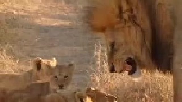 小狮子找雄狮玩耍！