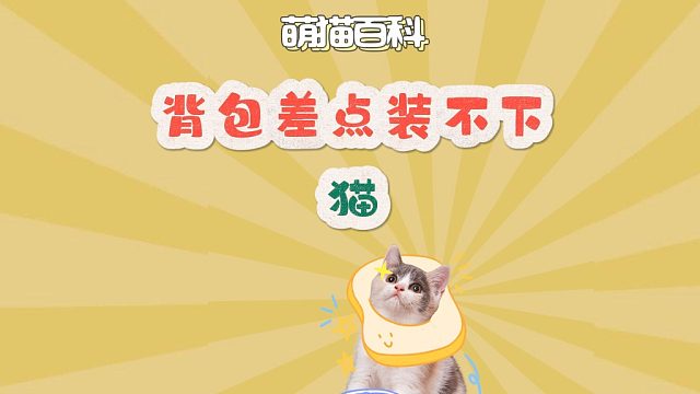 背包差点装不下猫，该考虑减减肥了