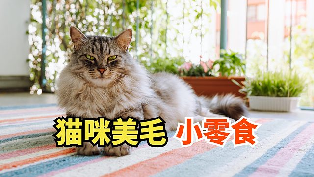 猫咪的美毛神器，蛋黄冻干来啦