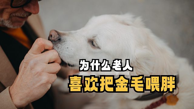 老人喜欢把金毛喂胖，原因可不少