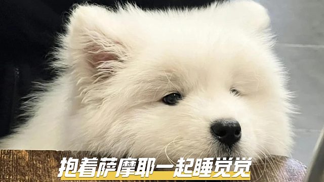 萨摩耶一起睡觉，好处可多得去了