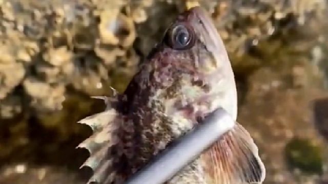 户外赶海抓海鲜