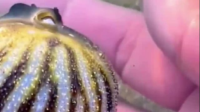 赶海赶海赶海啦